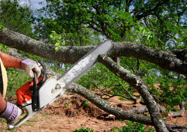 Del Rey, CA Tree Care  Company